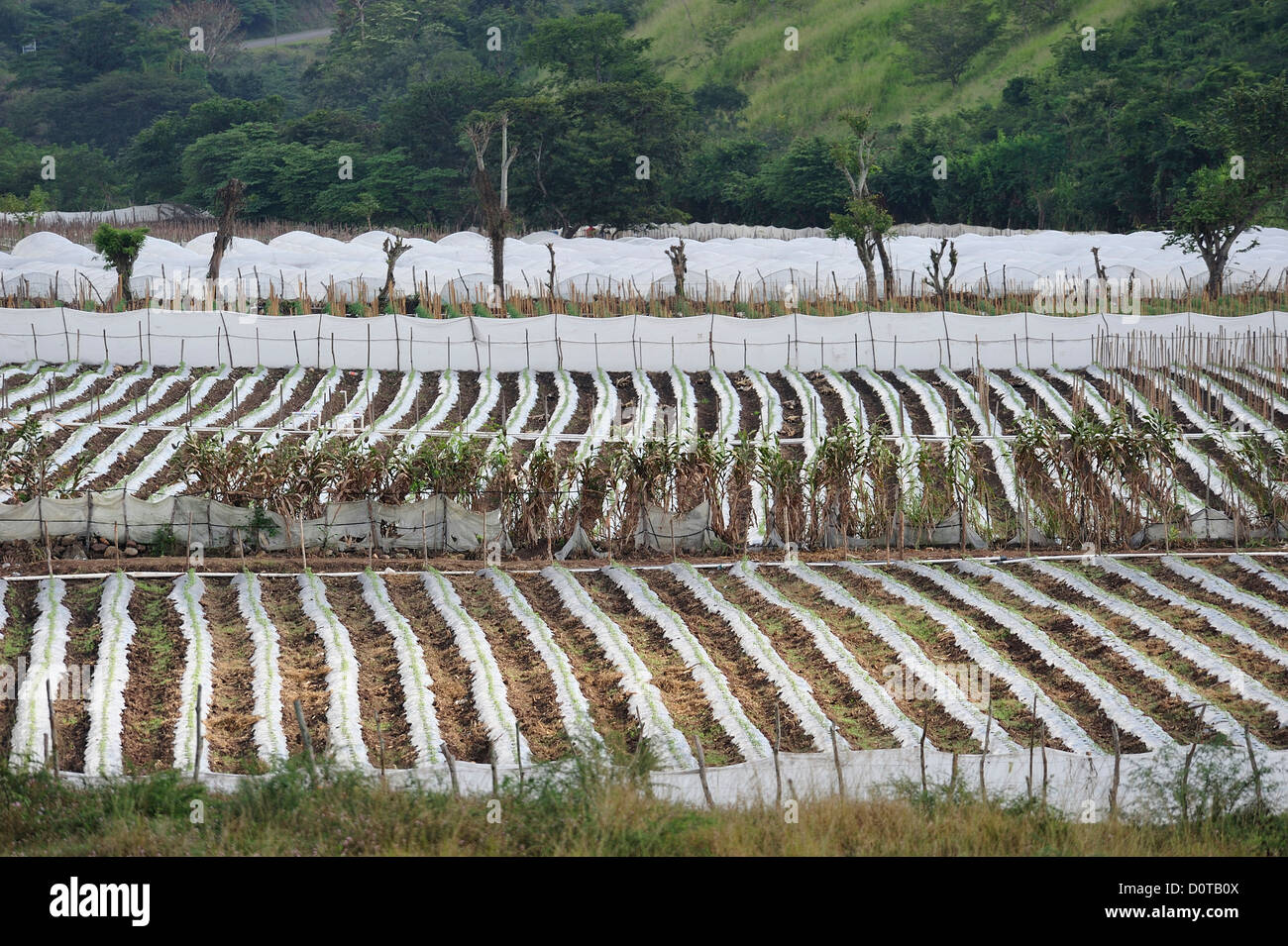 Tomato, fields, Copan, agriculture, Central America, Honduras