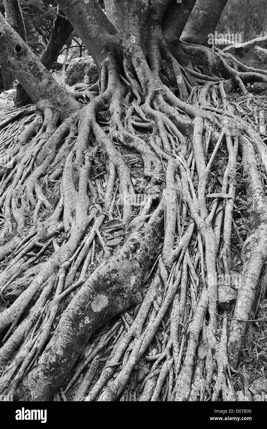 Tree, roots, Parque El Picacho, City Park, Tegucigalpa, capital, City, Central America, Honduras, nature Stock Photo