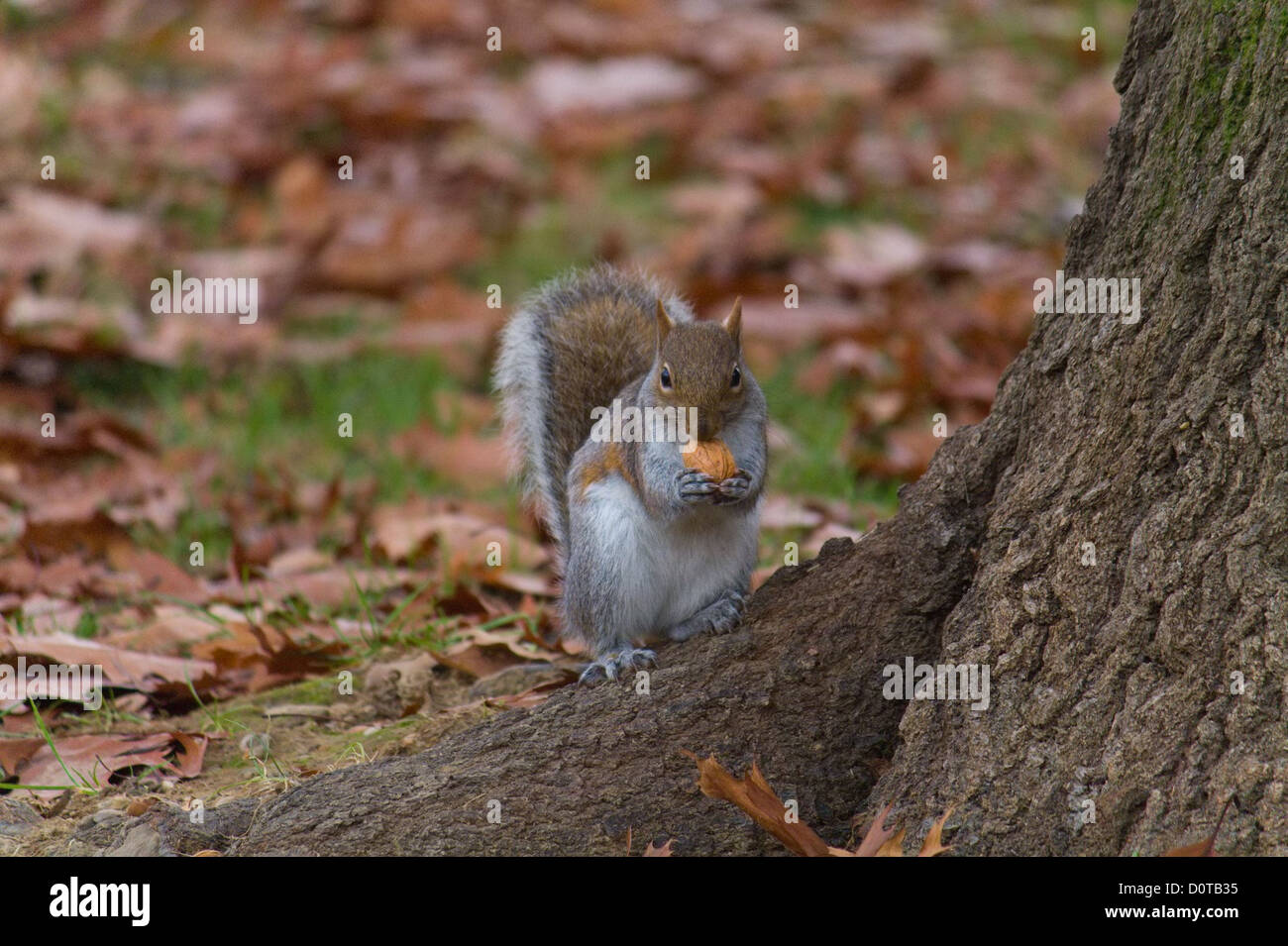Squirrel with nut (Scoiattolo con noce) Stock Photo