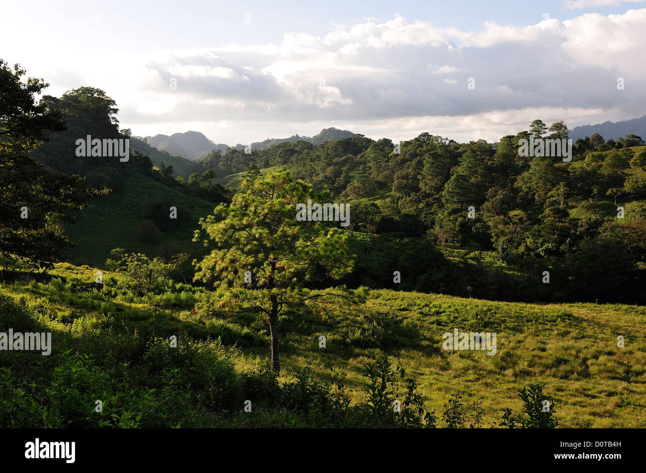Forest, nature, landscape, trees, Guatemala, near Copan, Central America, Honduras, Stock Photo