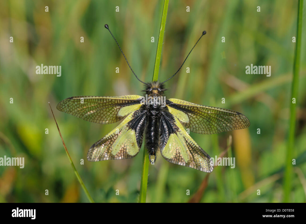 Libellen-Schmetterlingshaft ,Libelloides coccajus, owlfly Ascalaphid Stock Photo