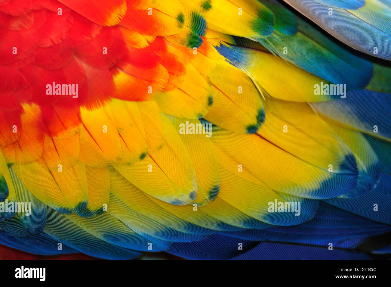 Macaw, parrots, Central America, Honduras, feathers, colours, concepts, Stock Photo
