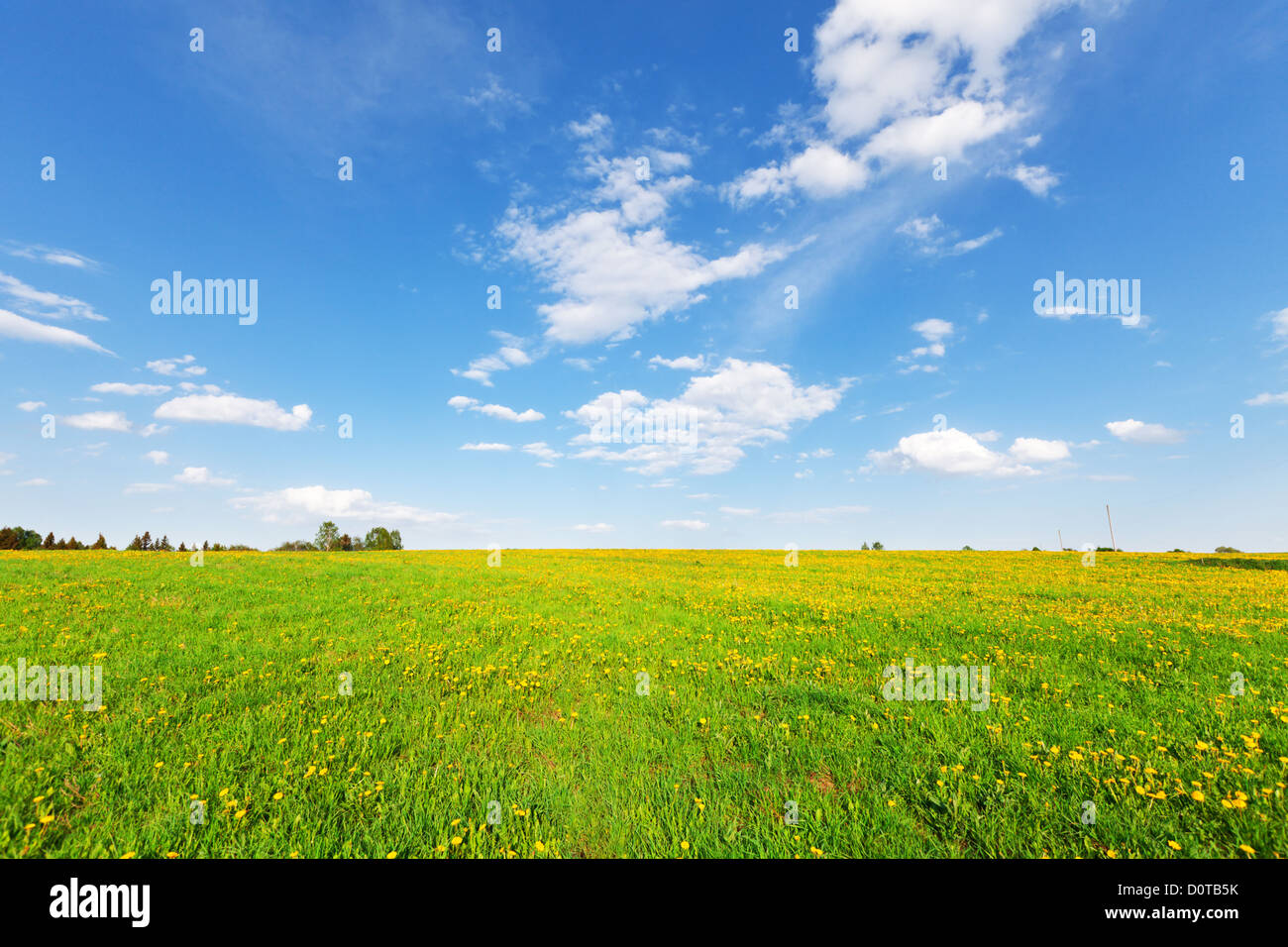 Yellow flowers hill under blue cloudy sky Stock Photo