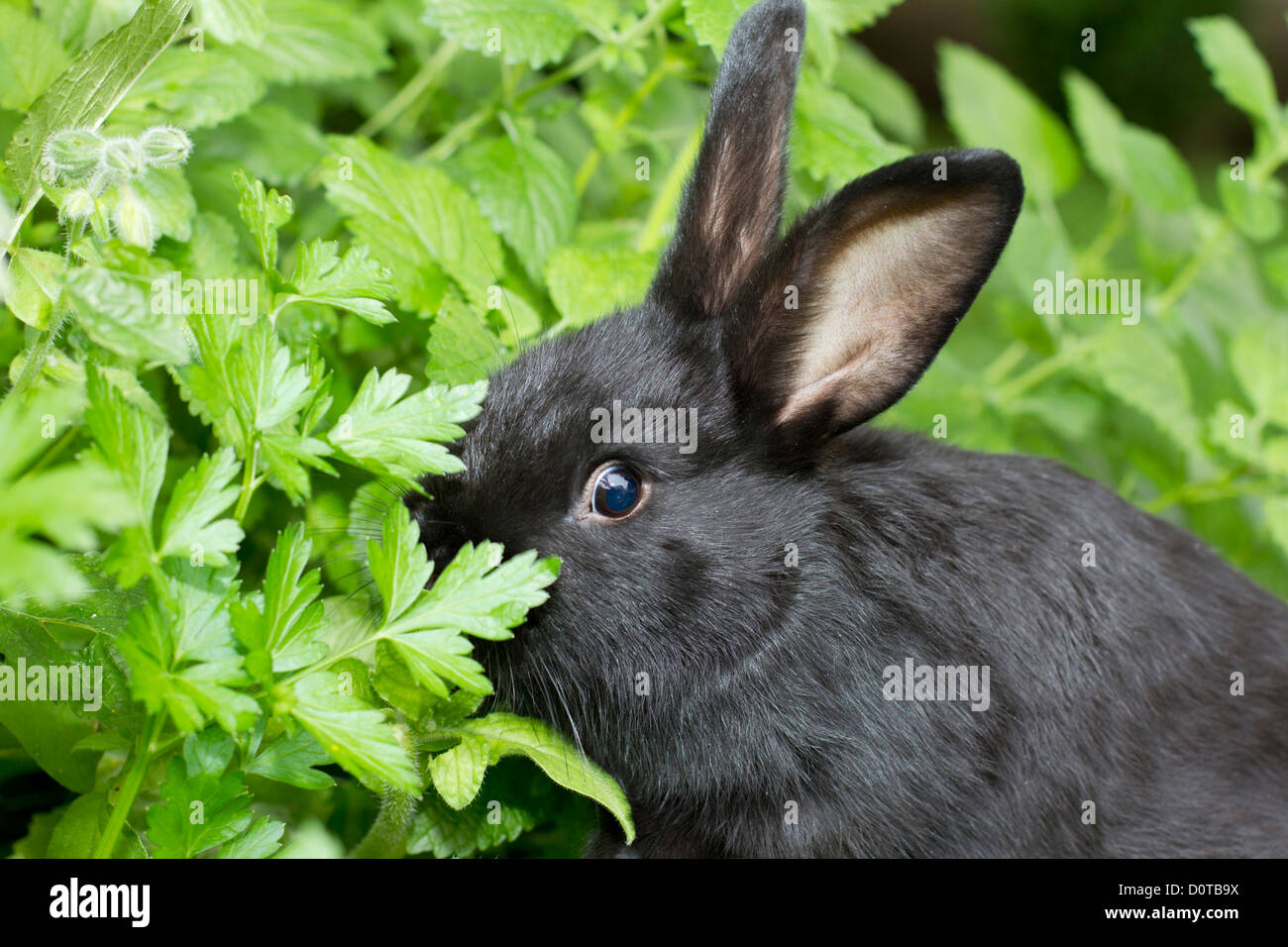 Alaska rabbits, bunny, rabbits, Alaska, breed, rabbit breeding, rabbit ...