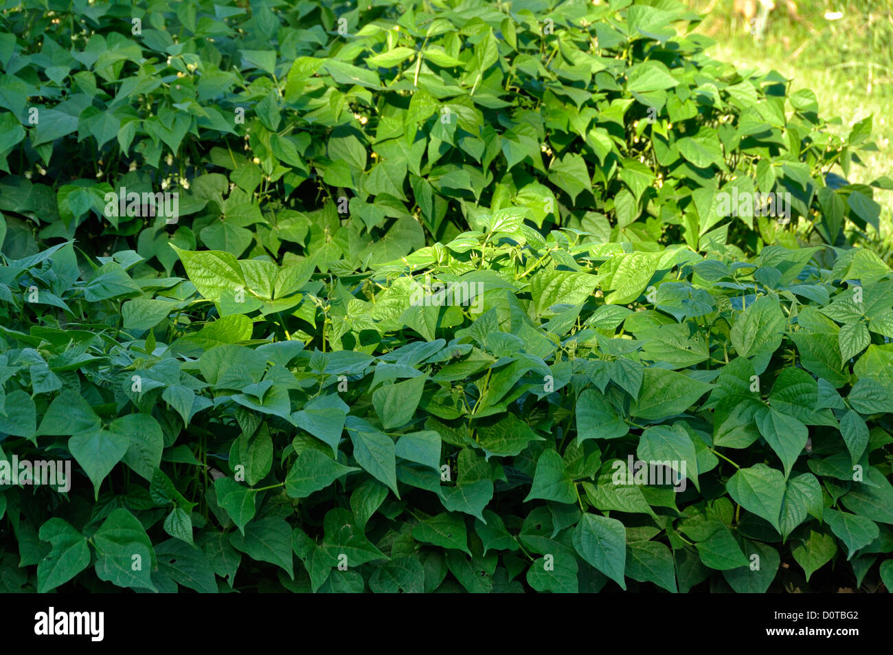 Mixed bed of green beans, growing in the vegetable garden in june. Stock Photo