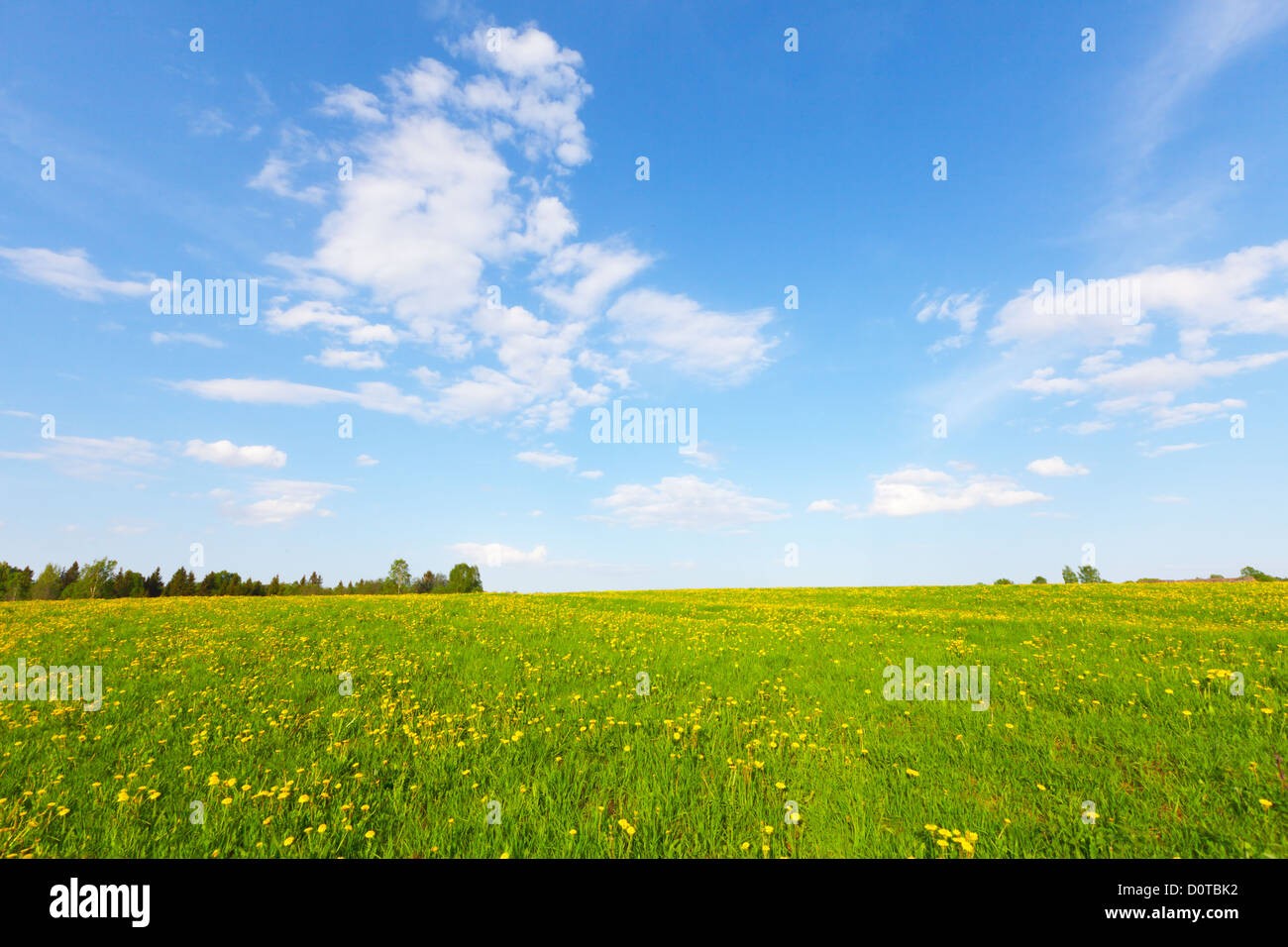 Yellow flowers hill under blue cloudy sky Stock Photo