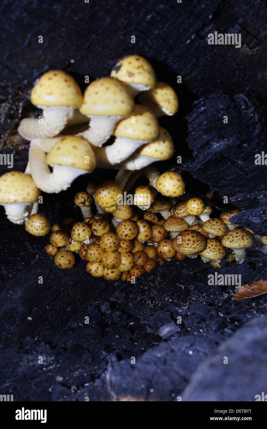 Golden Scalycap Mushrooms Growing Under Dead Tree Trunk Pholiota