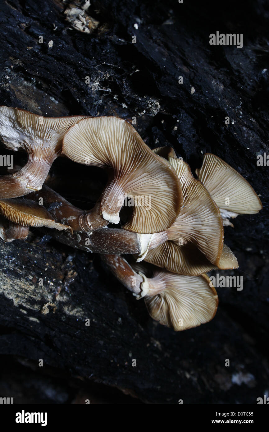 Honey Fungus growing under dead tree branch Armillaria mellea Stock Photo