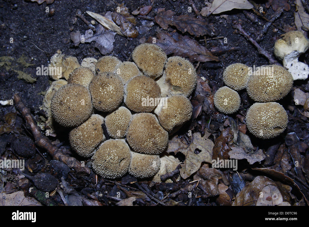 Common Puffball fungus growing in woodland Lycoperdon perlatum Stock Photo