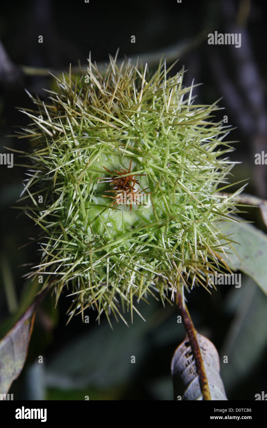Close Up Of Sweet Chestnut Seed Case Castanea Sativa Stock Photo Alamy