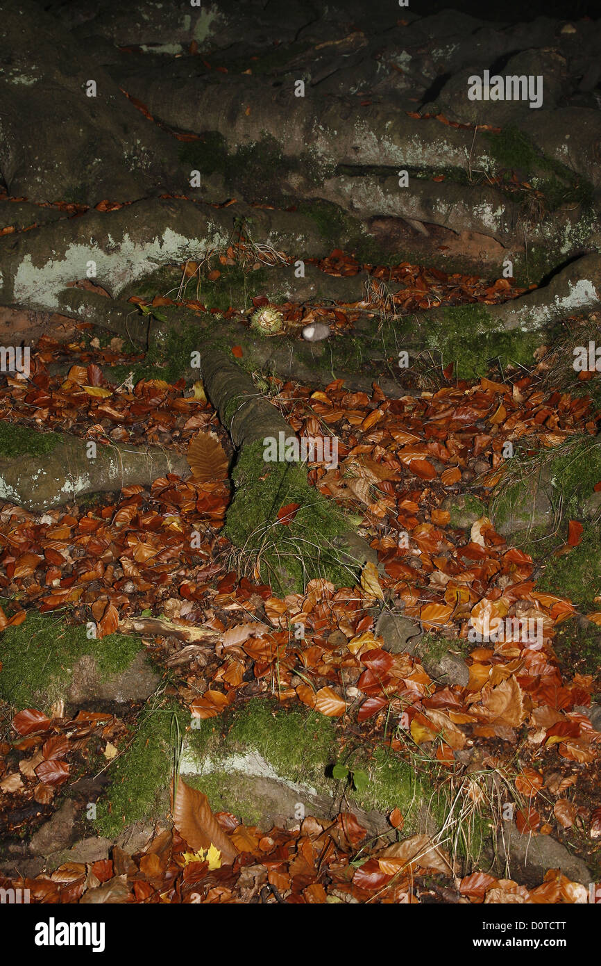 Beech tree trunk roots and leaves Fagus sylvatica Stock Photo