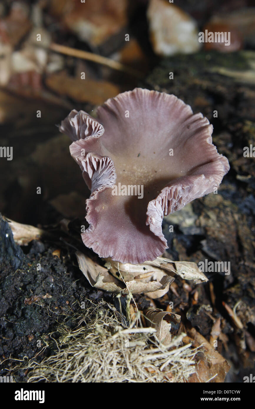 Amethyst Deceiver in leaf litter Laccaria amethystina Stock Photo
