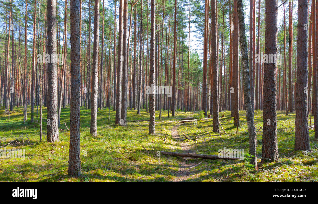 path and coniferous forest Stock Photo