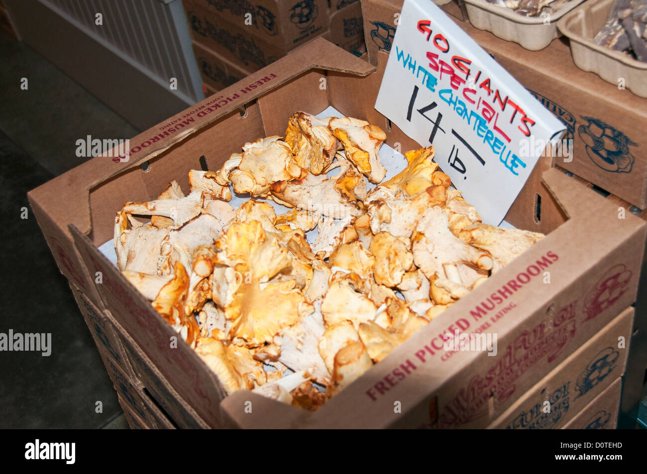 mushrooms white chanterelle Stock Photo