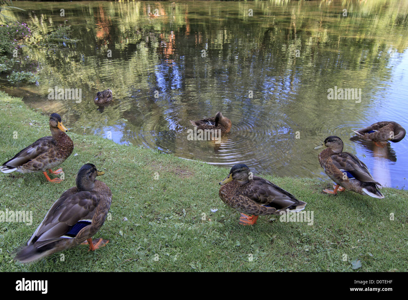 Ducks Out Of The Water Ewelme UK Stock Photo