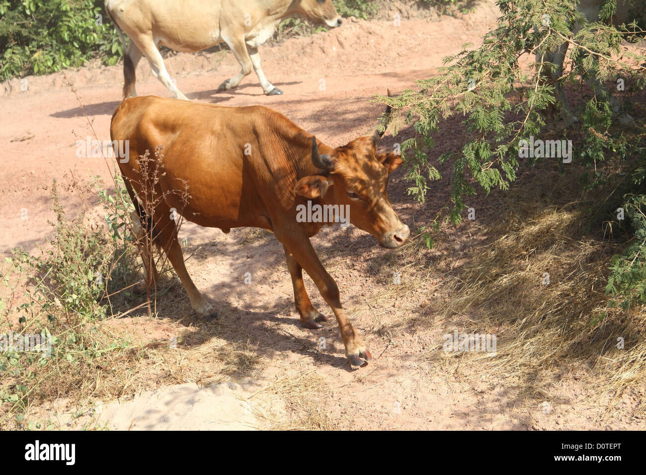 Cattle in The Gambia, West Africa Stock Photo
