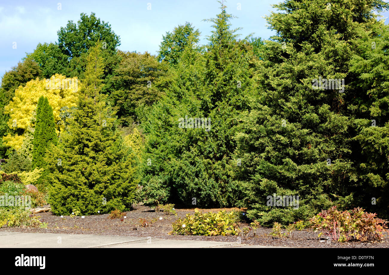 Trees in a autumn park Stock Photo - Alamy
