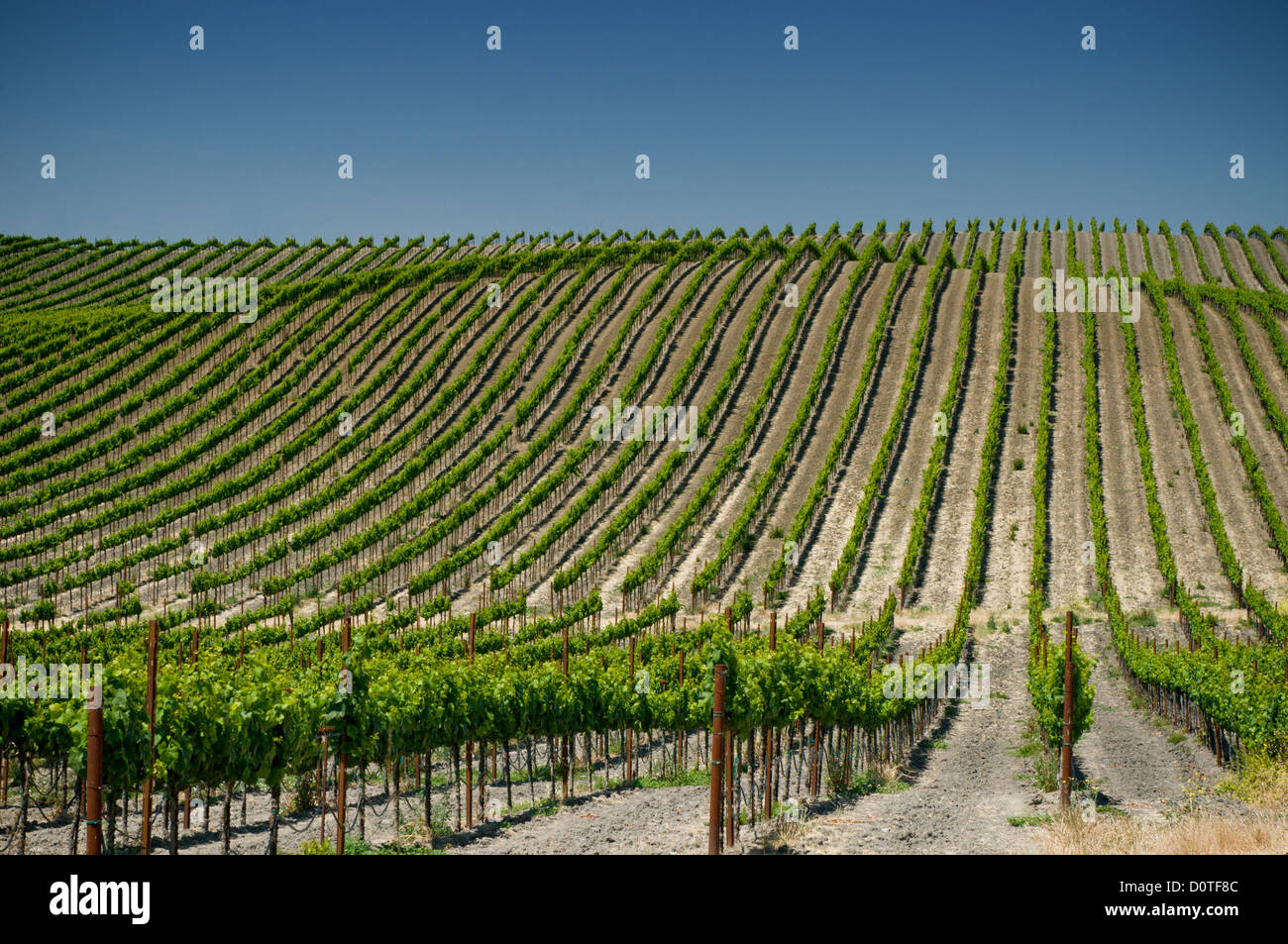 Napa valley summer hires stock photography and images Alamy