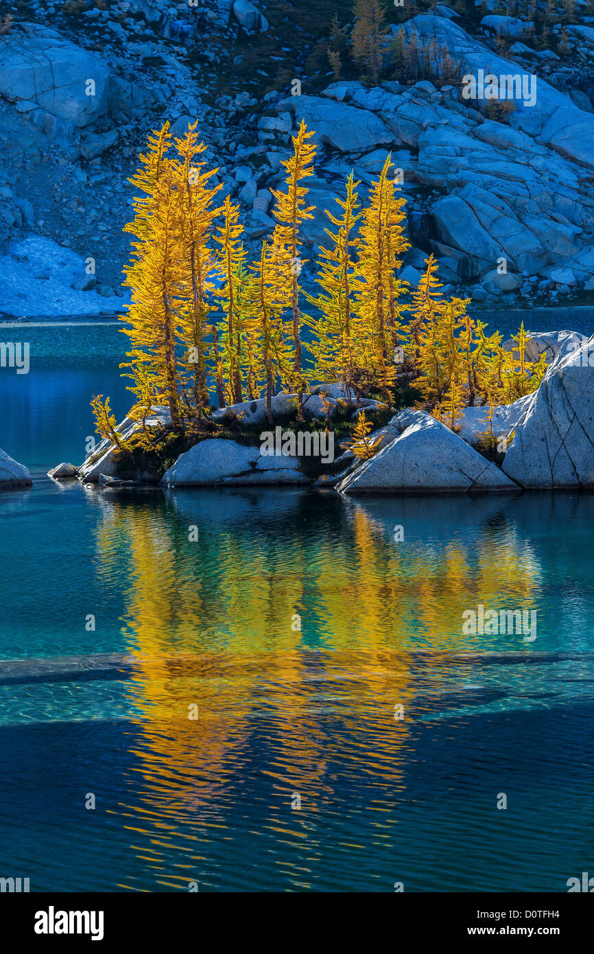 Backlit autumn Alpine Larch in The Enchantments Stock Photo - Alamy