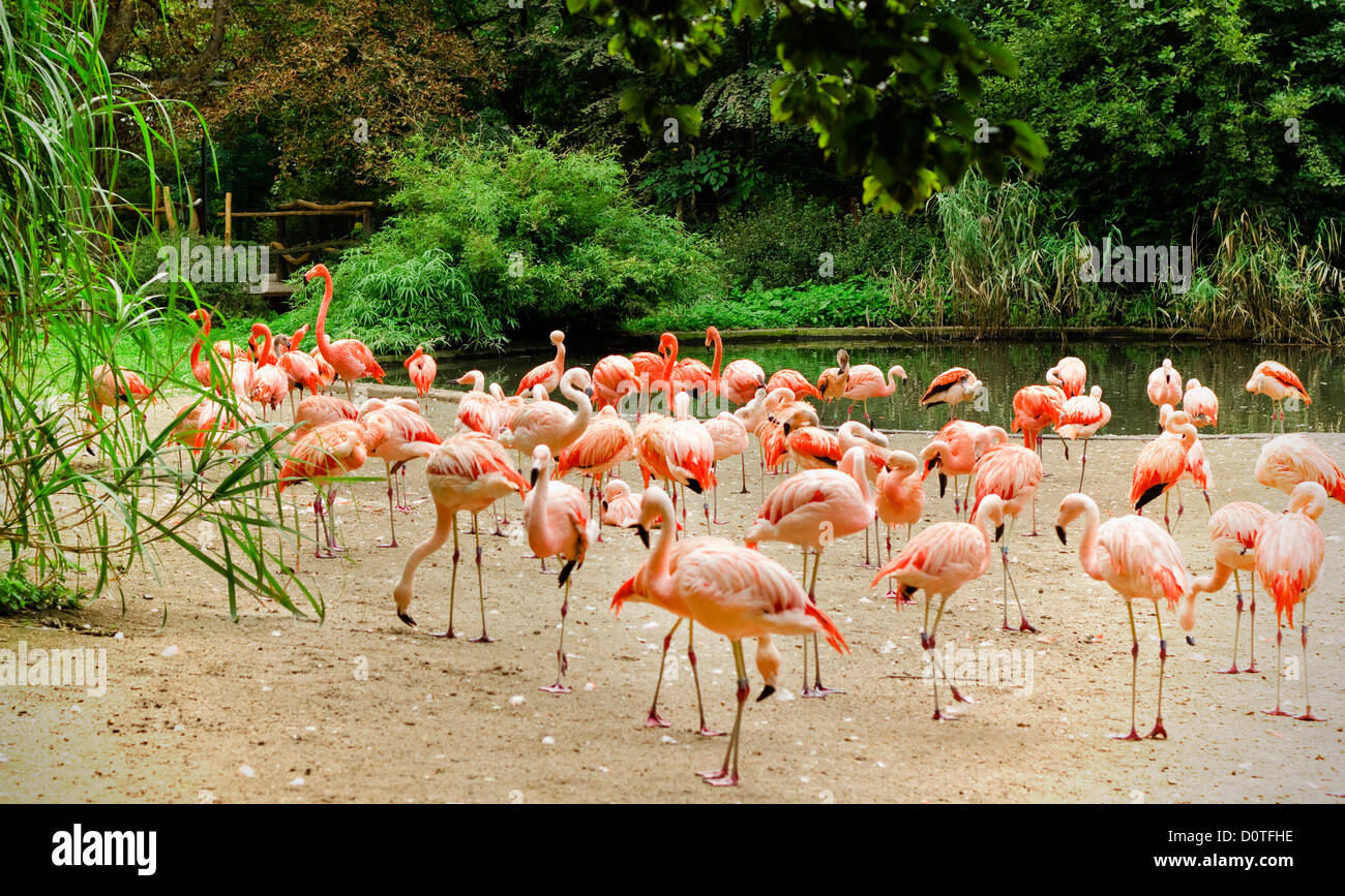 Caribbean flamingos in a zoo Stock Photo