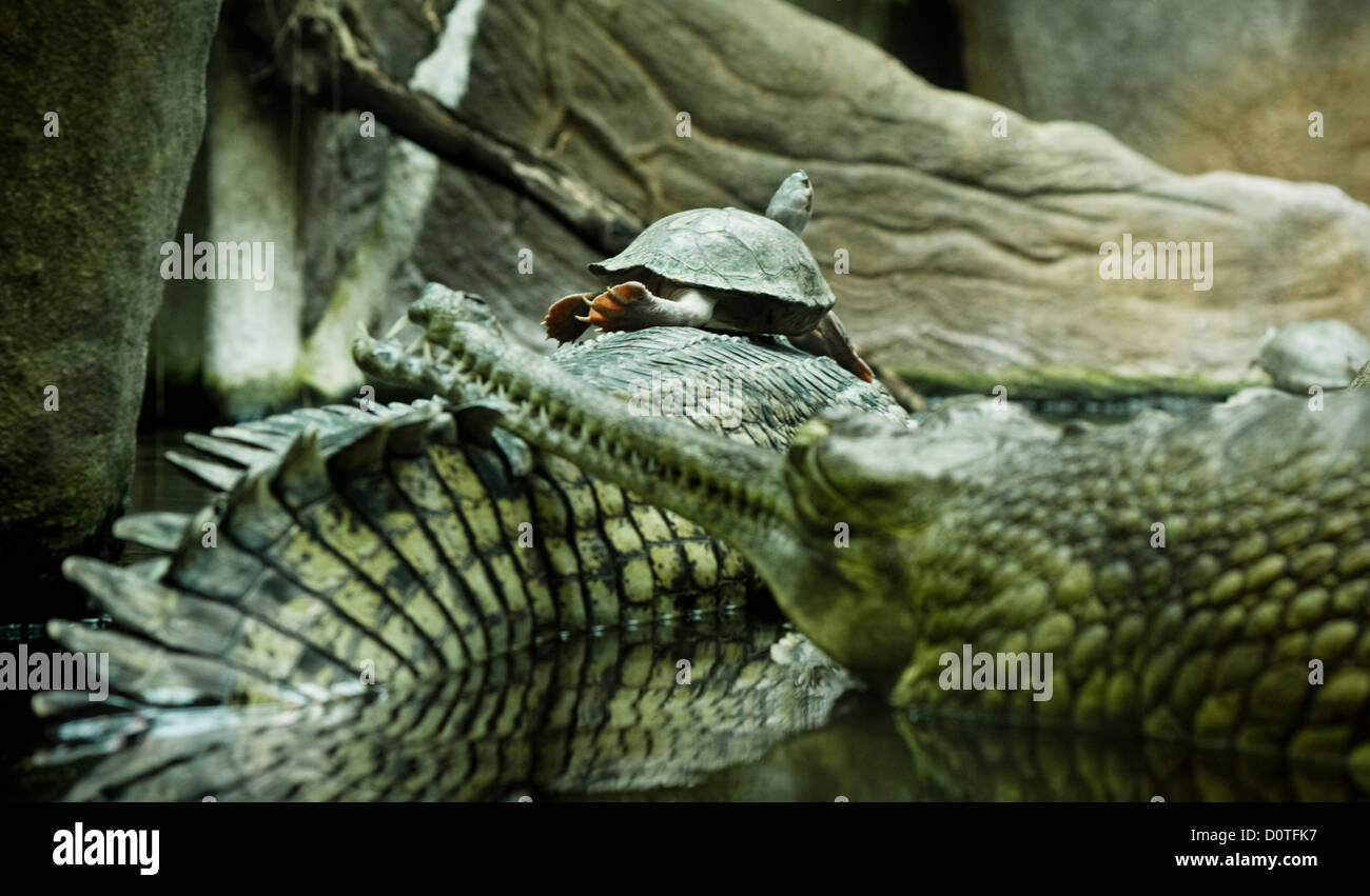 Turtle sitting on caymans in a zoo Stock Photo