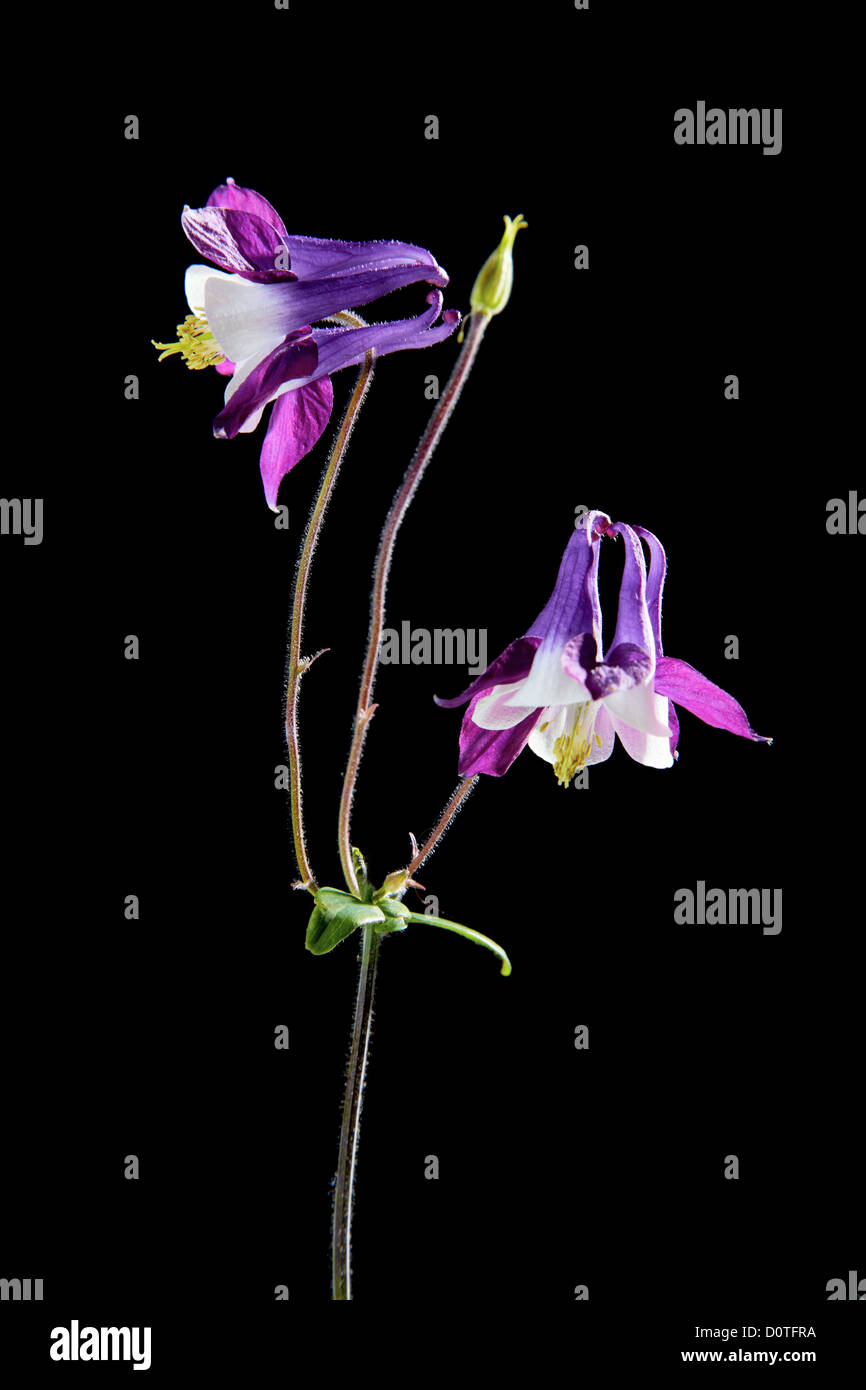 Violet flower Aquilegia isolated on a black Stock Photo