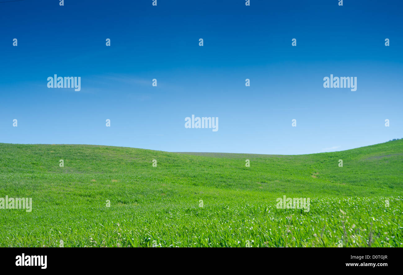 Grass field with blue sky Stock Photo - Alamy