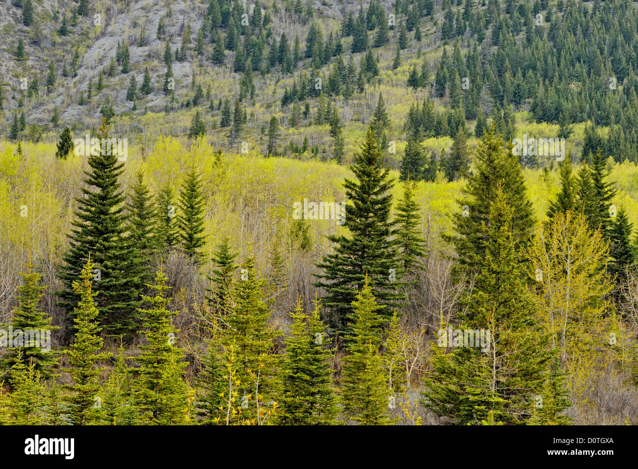 Aspen forests in the Spray Lakes Valley, Kananaskis country, Alberta, Canada Stock Photo