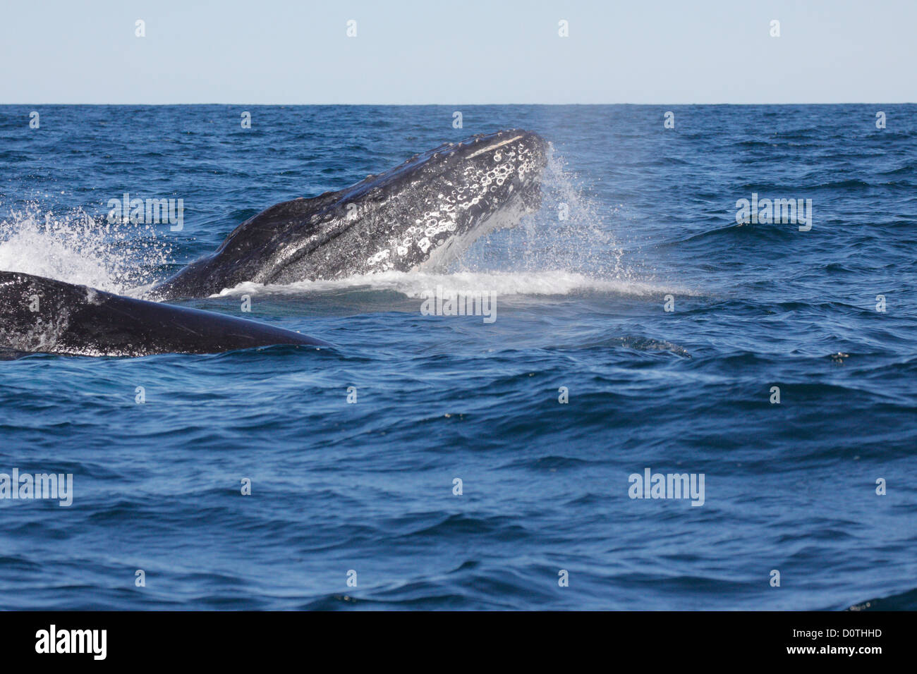 Adult Humpback Whale (Megaptera novaeangliae) sphyhopping in Byron Bay, New South Whales, Australia Stock Photo