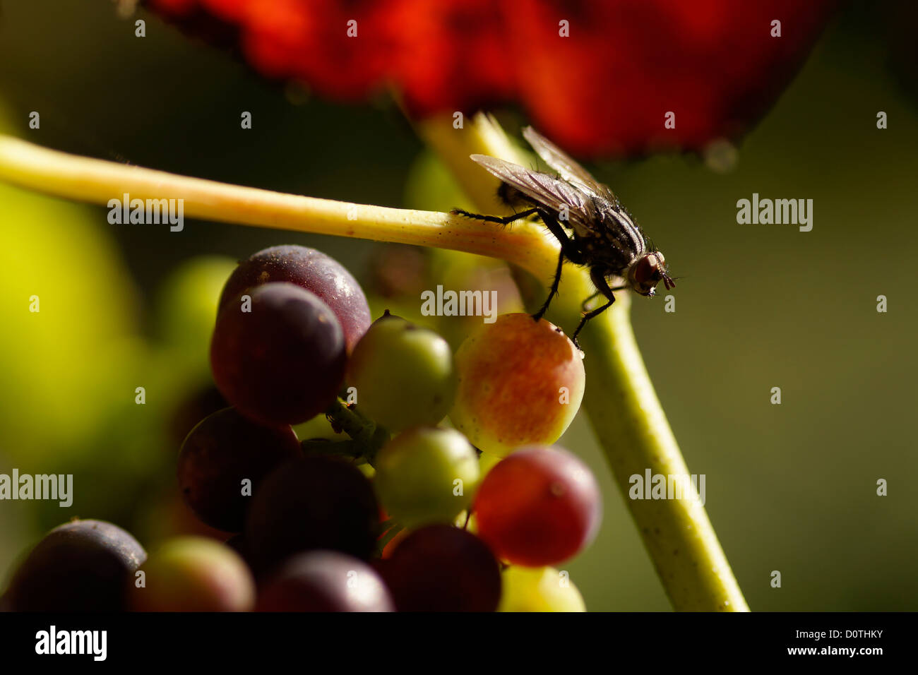The Fly and the wine Stock Photo