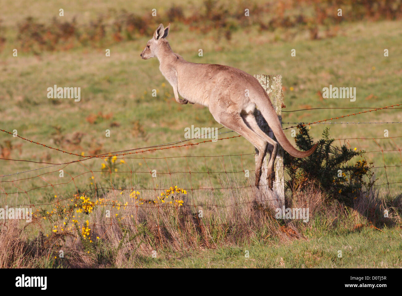 Kangaroo Fence High Resolution Stock Photography and Images Alamy