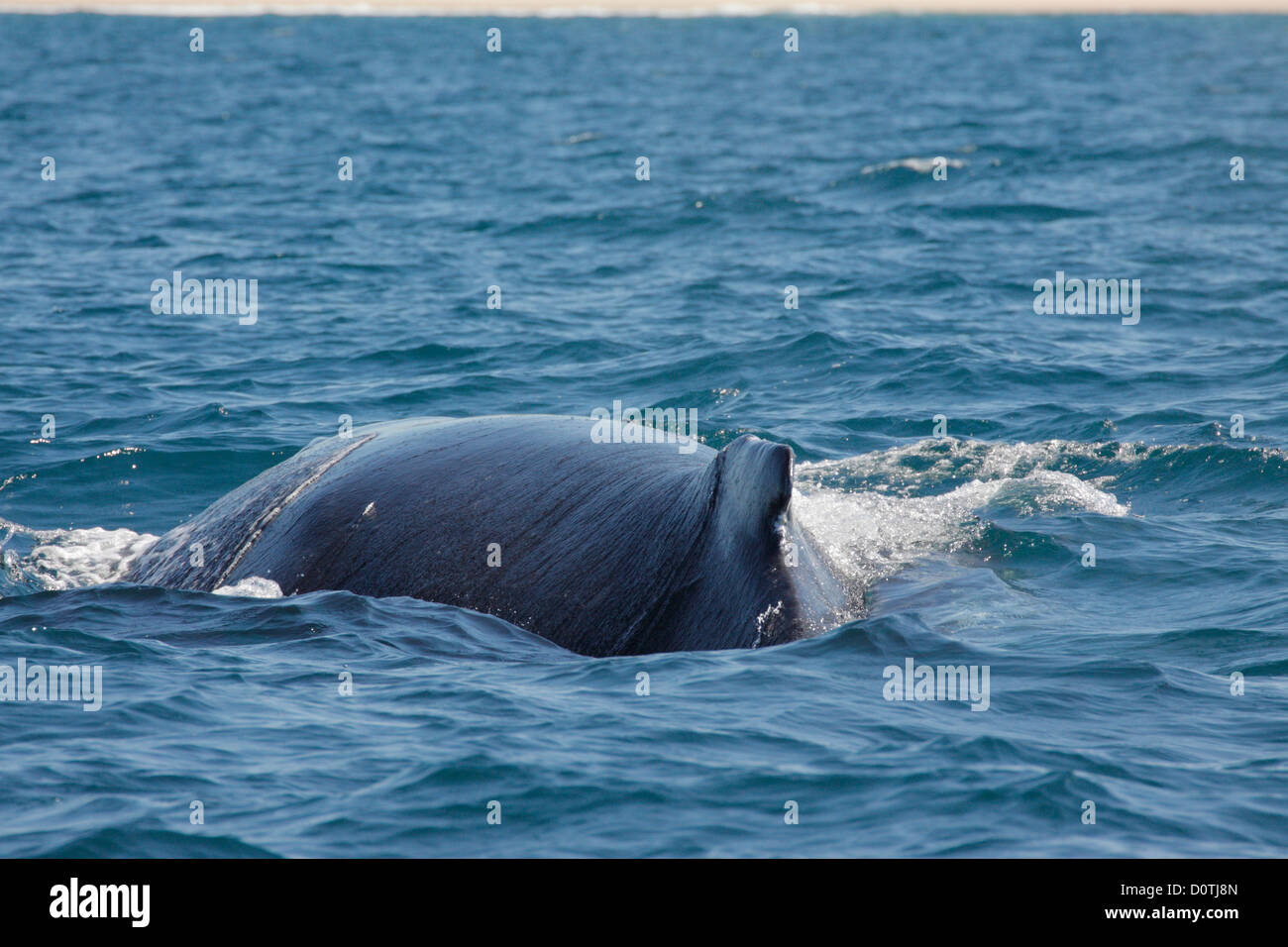 Humpback Whale (Megaptera novaeangliae) surfacing in Byron Bay, New South Whales, Australia Stock Photo