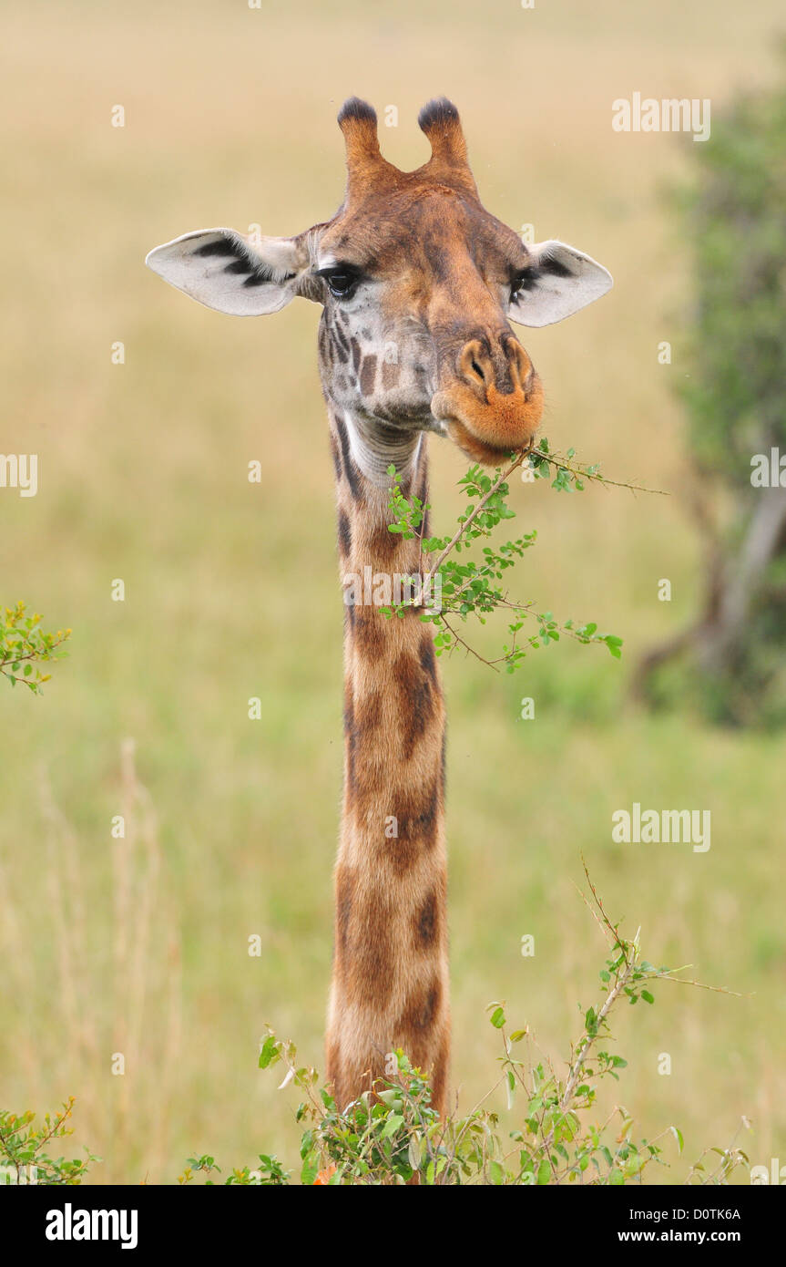 Safari giraffe hi-res stock photography and images - Alamy
