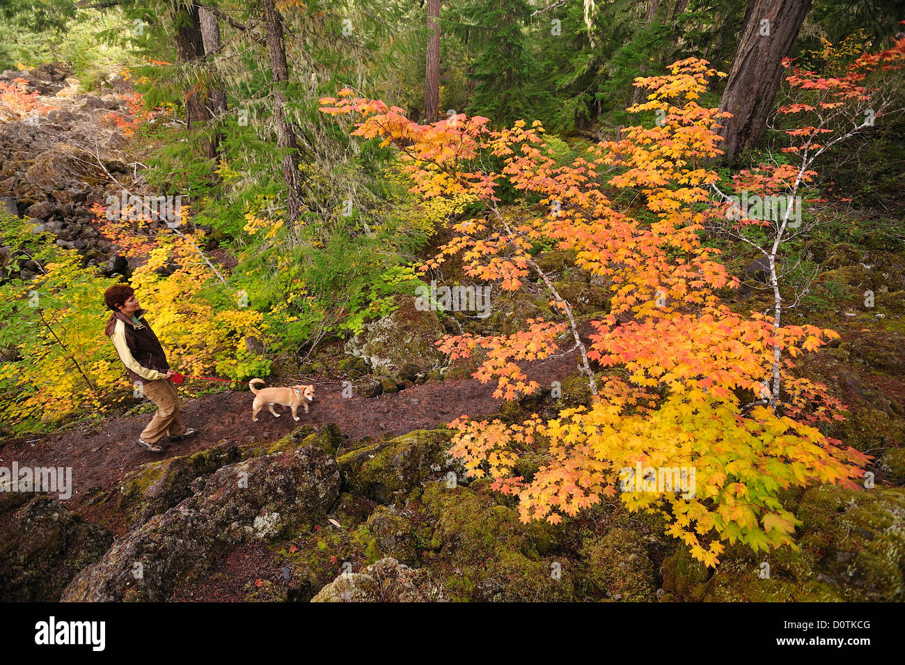 Woman, walking, dog, autum, colors, fall, colorful, leaves, moss, Cascade Mountains, Proxy Falls, Willamette, National Forest, O Stock Photo
