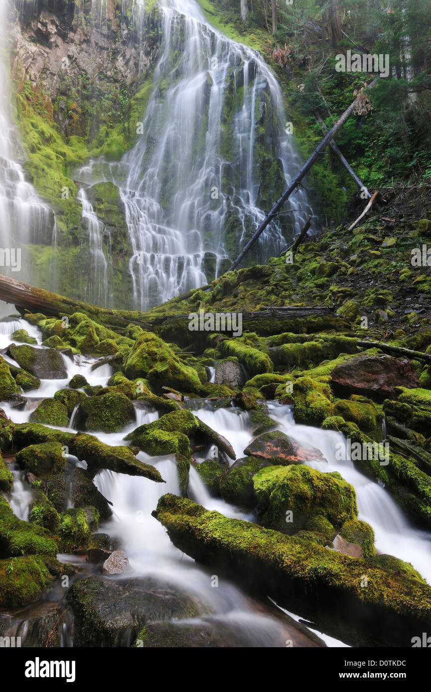 Cascading, flow, Waterfall, Proxy Falls, Cascade Mountains, Willamette, National Forest, cascade, Oregon, USA, United States, Am Stock Photo