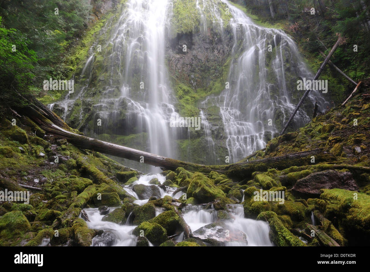 Cascading, flow, Waterfall, Proxy Falls, Cascade Mountains, Willamette, National Forest, cascade, Oregon, USA, United States, Am Stock Photo