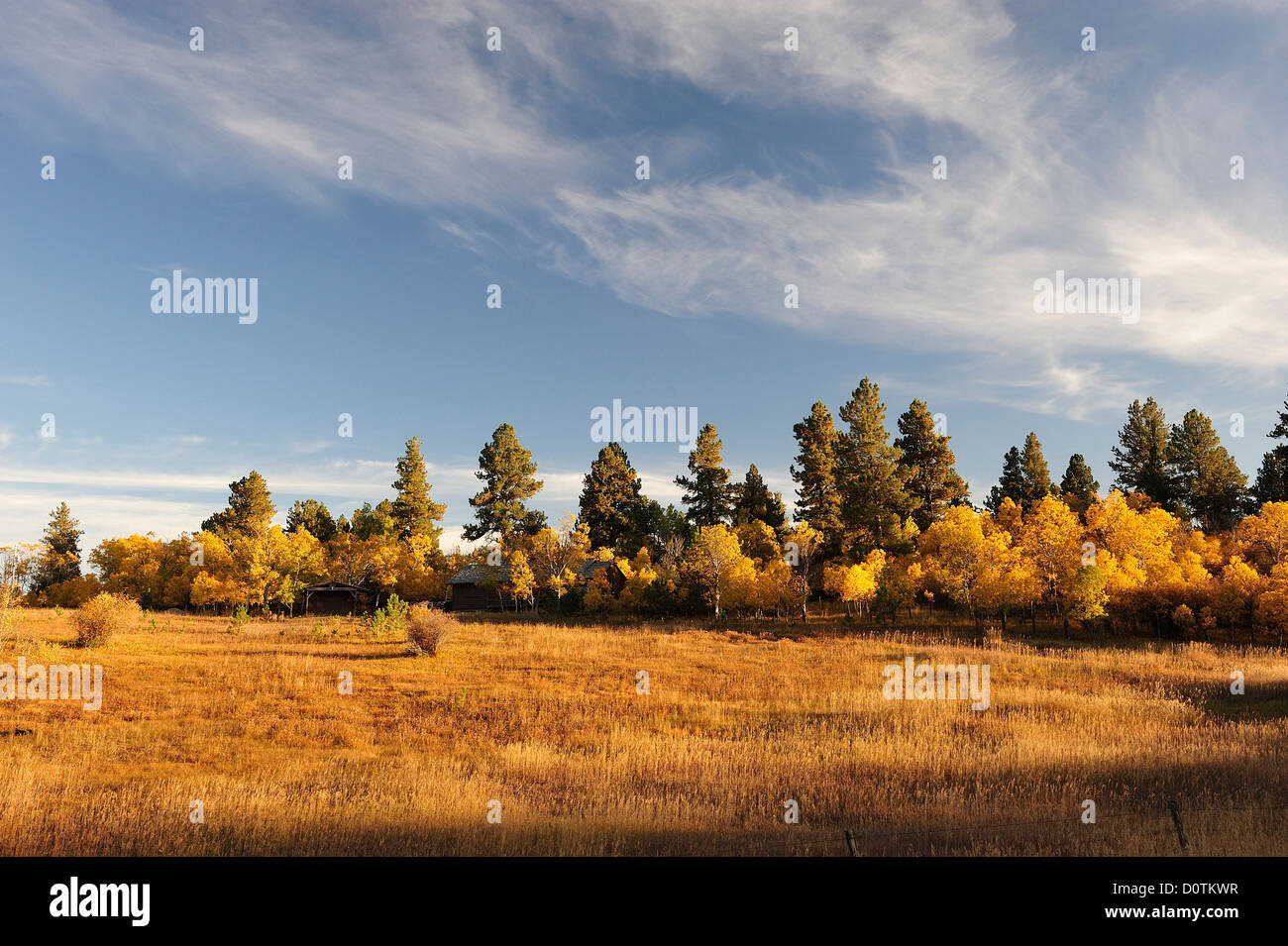 Indian summer, Fall, colors, foliage, autumn, National Forest, Black Hills, South Dakota, USA, United States, America, North Ame Stock Photo