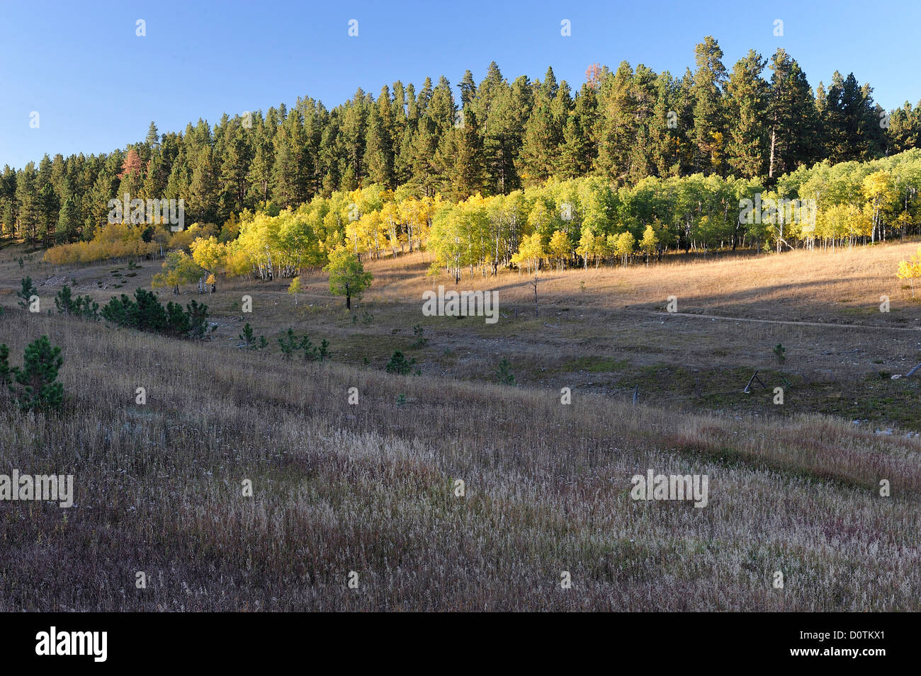 Indian summer, Fall, colors, foliage, autumn, National Forest, Black Hills, South Dakota, USA, United States, America, North Ame Stock Photo