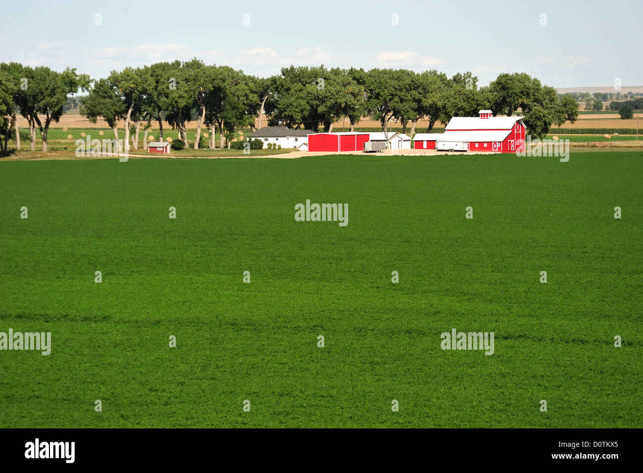Farm, fields, agriculture, Greeley, Colorado, USA, United States, America, North America, Stock Photo