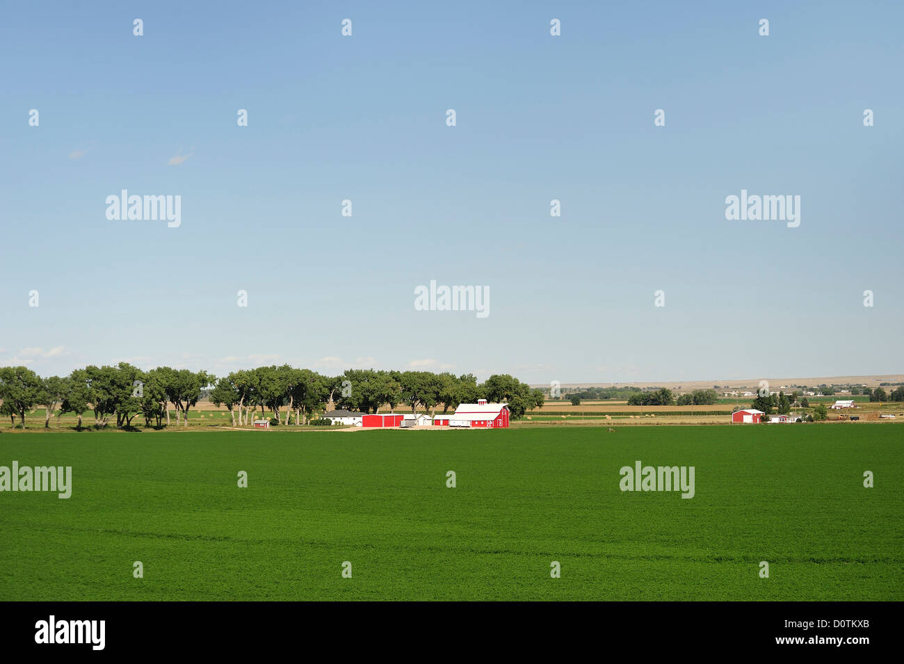 Farm, fields, agriculture, Greeley, Colorado, USA, United States, America, North America, Stock Photo