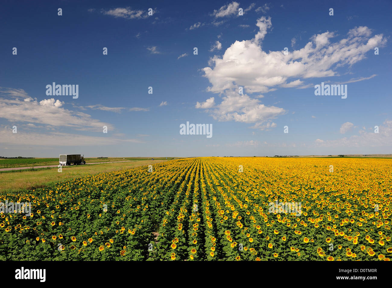 Sunflower, field, farm, Sunflowers, Rushville, Nebraska, USA, United States, America, North America, yellow, agriculture Stock Photo
