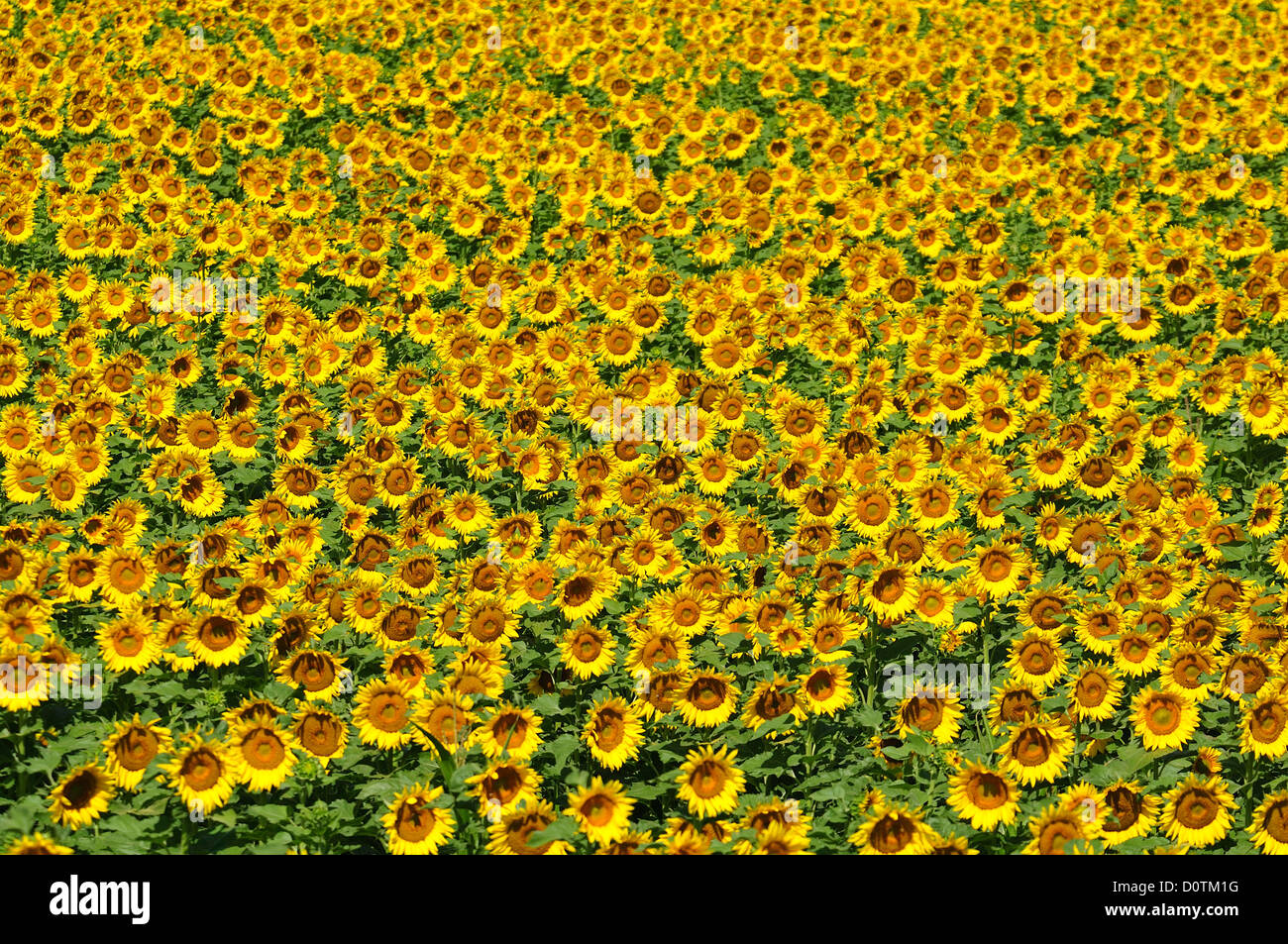 Sunflower, field, farm, Sunflowers, Rushville, Nebraska, USA, United States, America, North America, yellow, agriculture Stock Photo