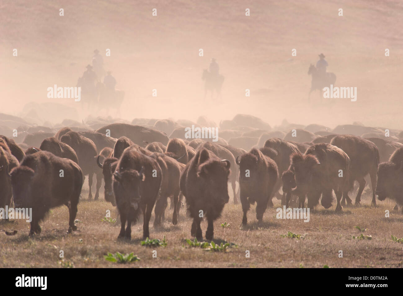 Bison, bos bison, buffalo, herd, foliage, autumn, fall, stampede, dust, prairie, grassland, Great Plains, Custer, State Park, he Stock Photo