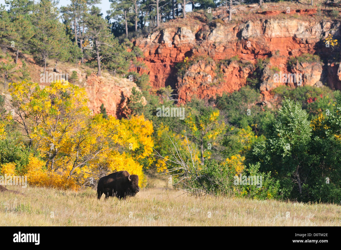 Bison, bos bison, red cliffs, foliage, prairie, Great plains, Custer State Park, Black Hills, South Dakota, USA, United States, Stock Photo