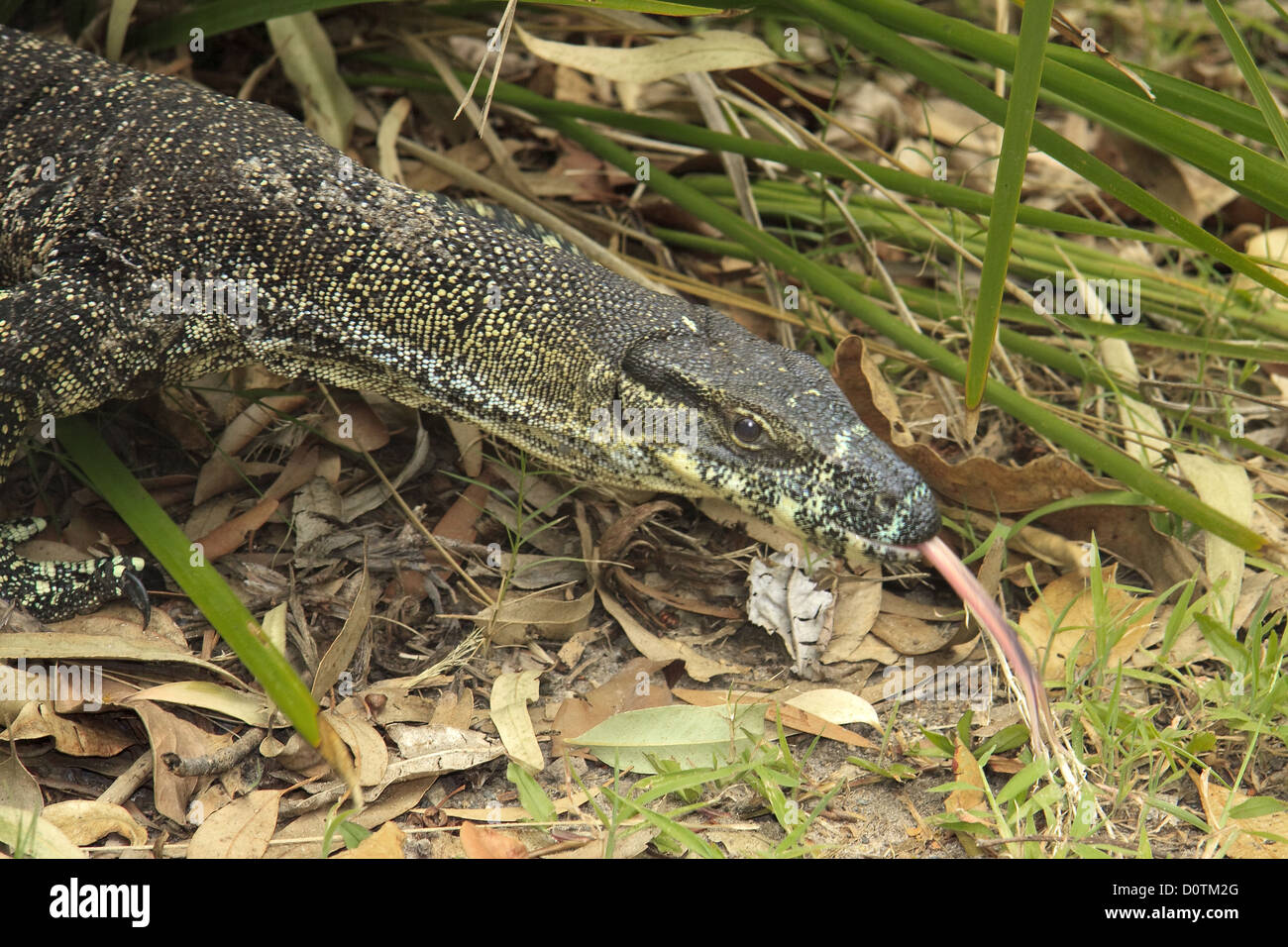 Hunting Monitor Lizard Brisbane Stock Photo Alamy