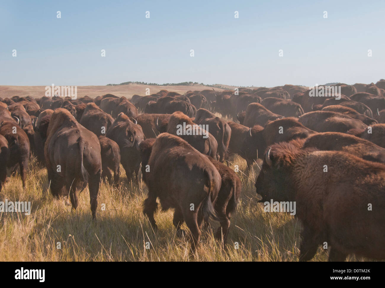 Bison, bos bison, buffalo, herd, foliage, autumn, fall, dust, stampede, prairie, grassland, Great Plains, Custer, State Park, he Stock Photo