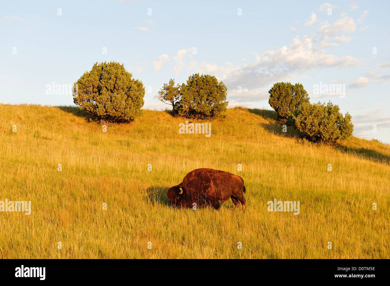 Bison, Bos bison, American Bison, Buffalo, grassland, Badlands