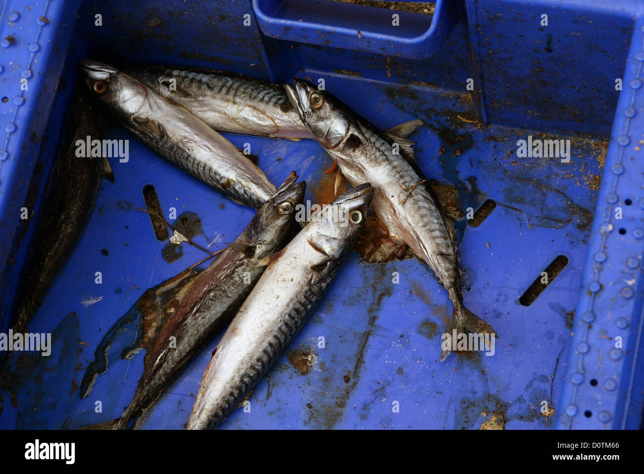 rotting fish left behind in the trawlers blue box Stock Photo