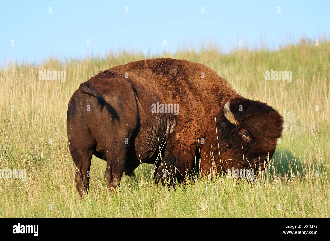 Bison, Bos bison, American Bison, Buffalo, grassland, Badlands ...