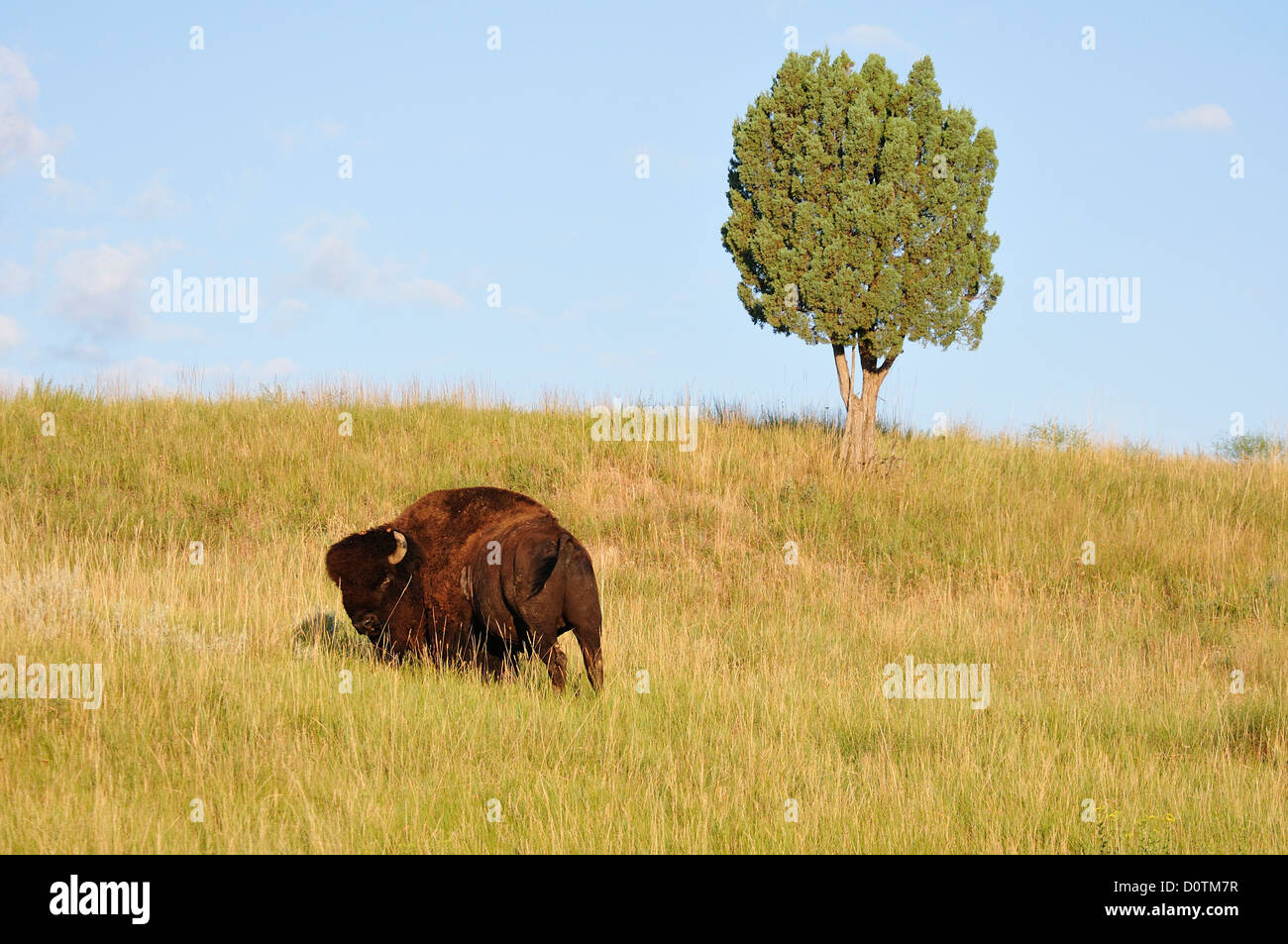 Bison, Bos bison, American Bison, Buffalo, grassland, Badlands